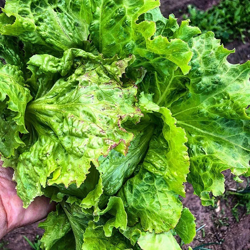Fresh lettuce from the Sutter Farm Garden  #wisconsin #wisconsinfarm #growyourown #organicgarden #lettuceburger
