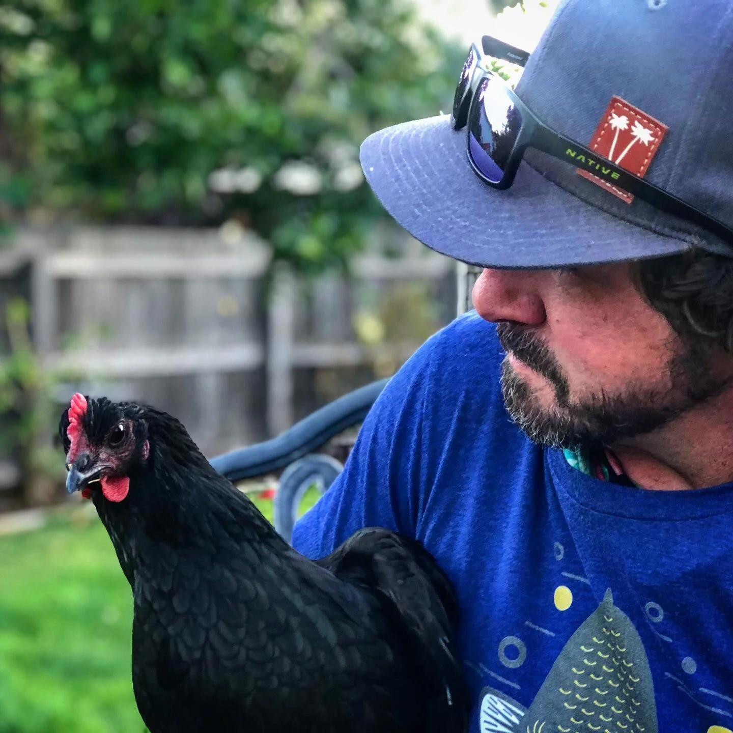 Who knew that raising chickens would be so much fun...these are two of our six chickens, Nugget &amp; Harriet. All of them chase us around the garden, jump up on our chairs and come up for pets. If you have the space it is worth it. 
.
#backyardchick