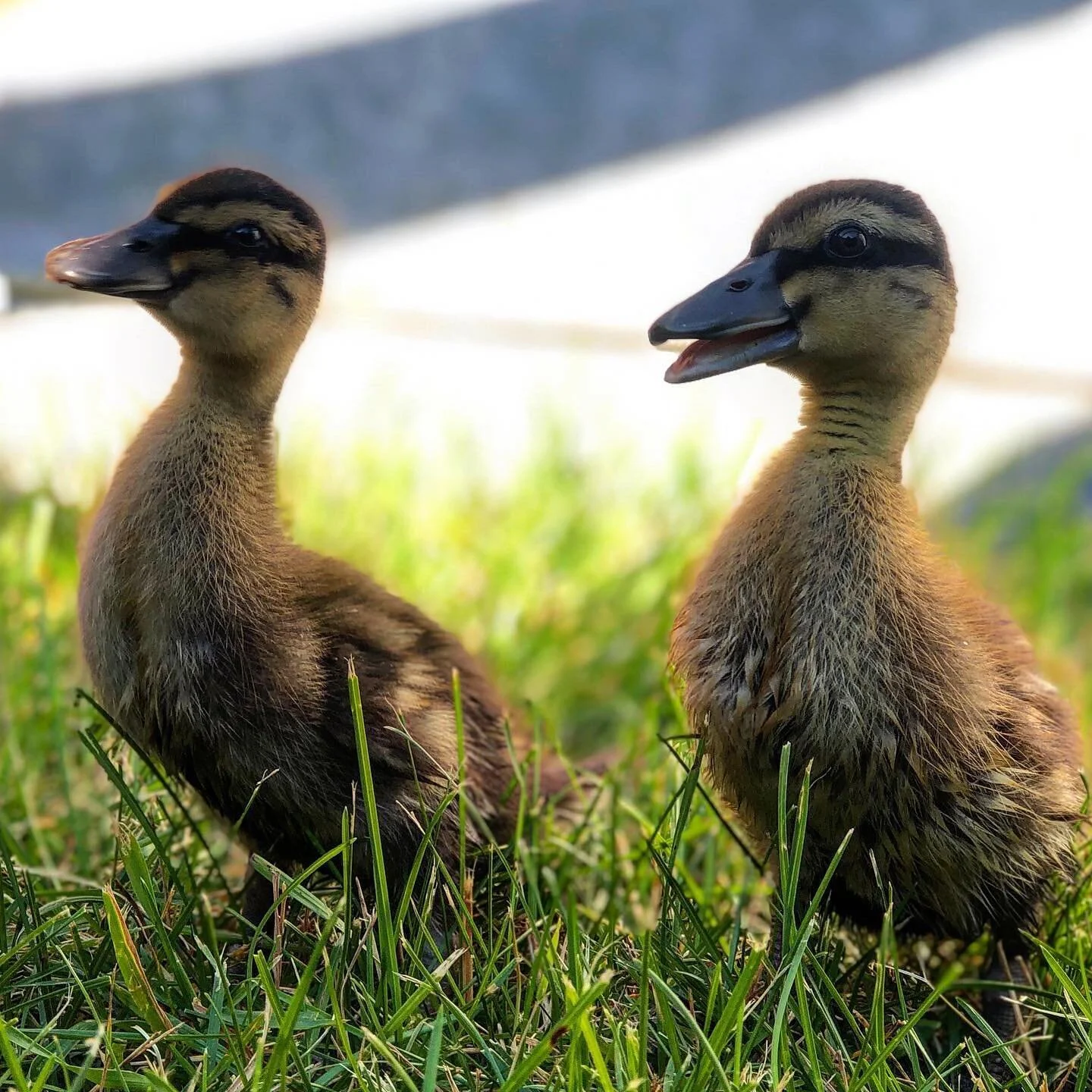 Make way for the ducklings 💕🦆🦆💕
.
.
#ducklings #callducks #farmlife