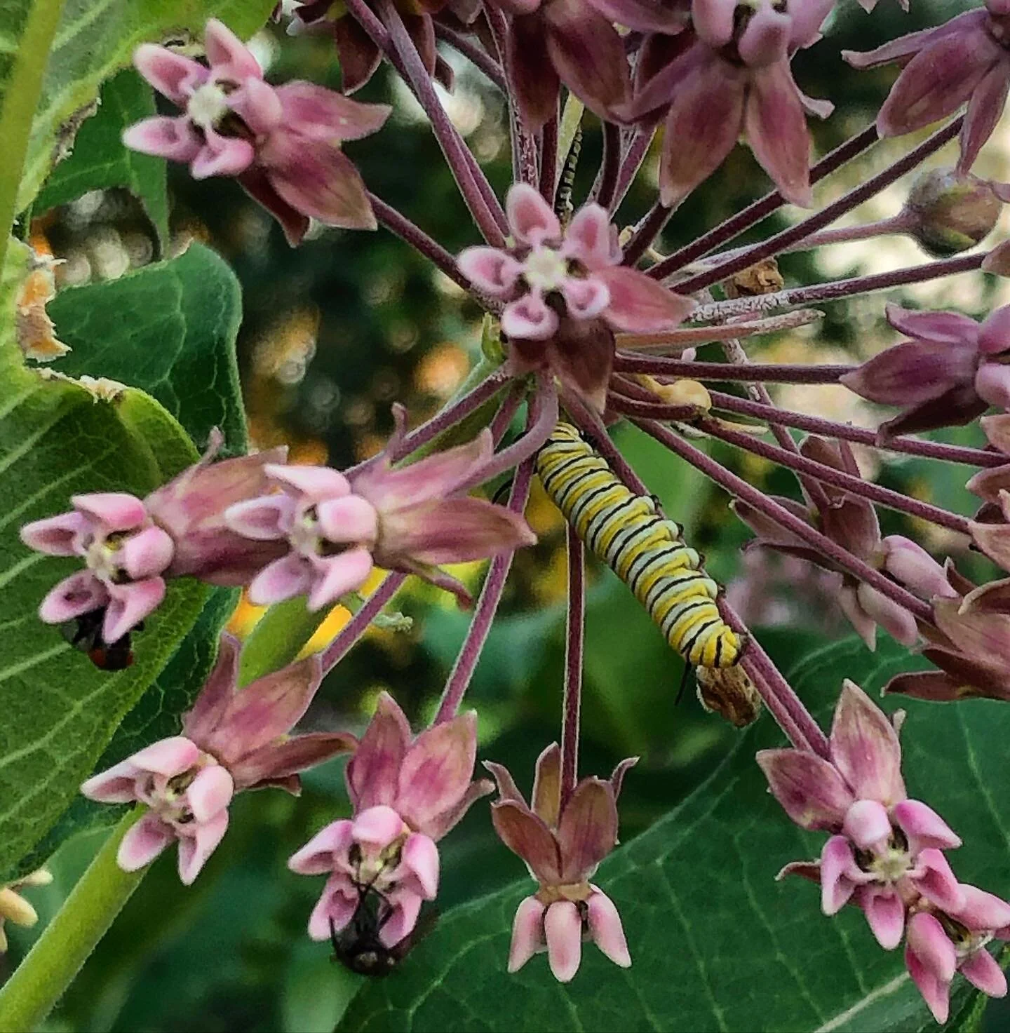 As monarch butterflies venture north from their wintering grounds, they lay their eggs EXCLUSIVELY on milkweeds, which are the only plants that their caterpillars can eat. Salvaging and planting these beautiful plants is the key to the Monarch Butter