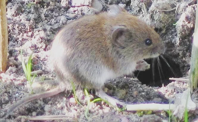 What's up? I look kinda like a mouse but I'm a vole!