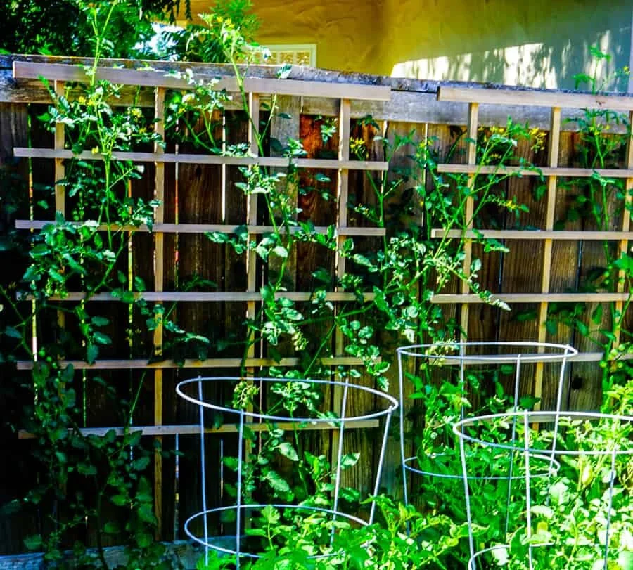 How to keep tomato cages from falling over — Cali Kitchen Garden