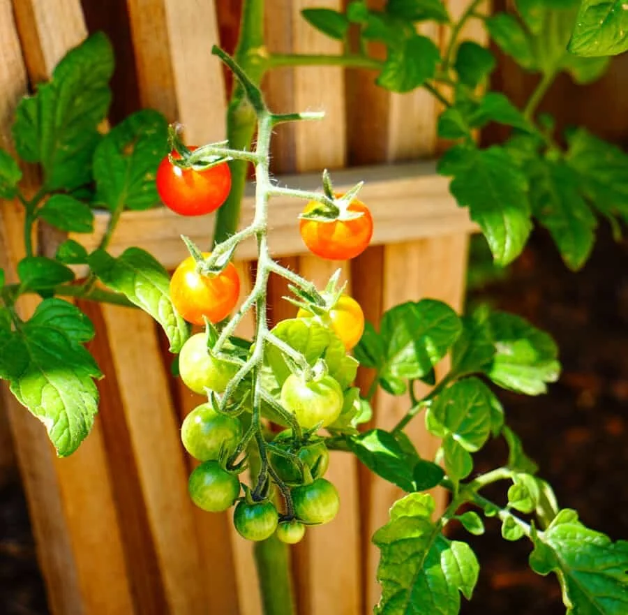 How to keep tomato cages from falling over — Cali Kitchen Garden