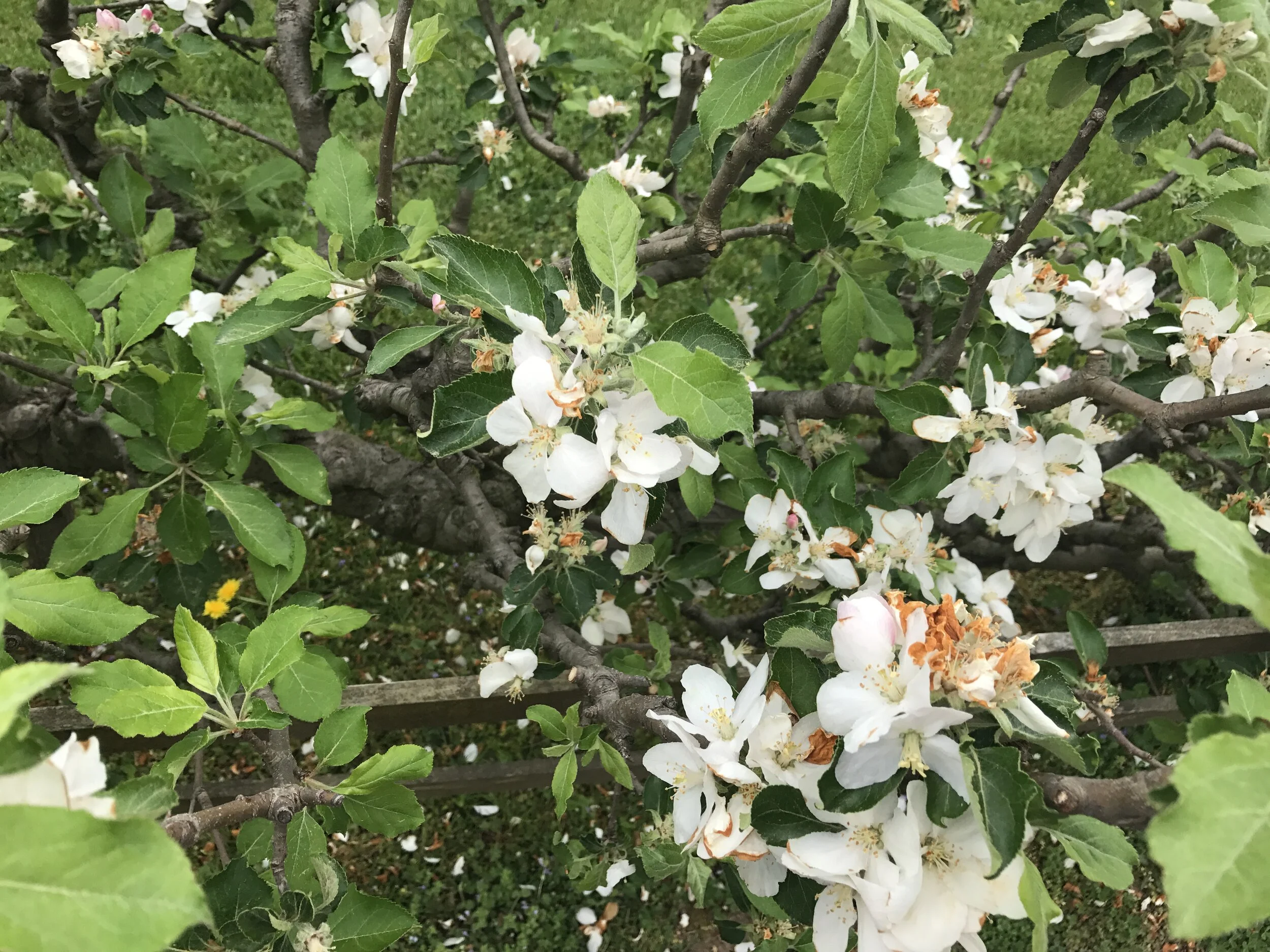 Oh, “Amber”……