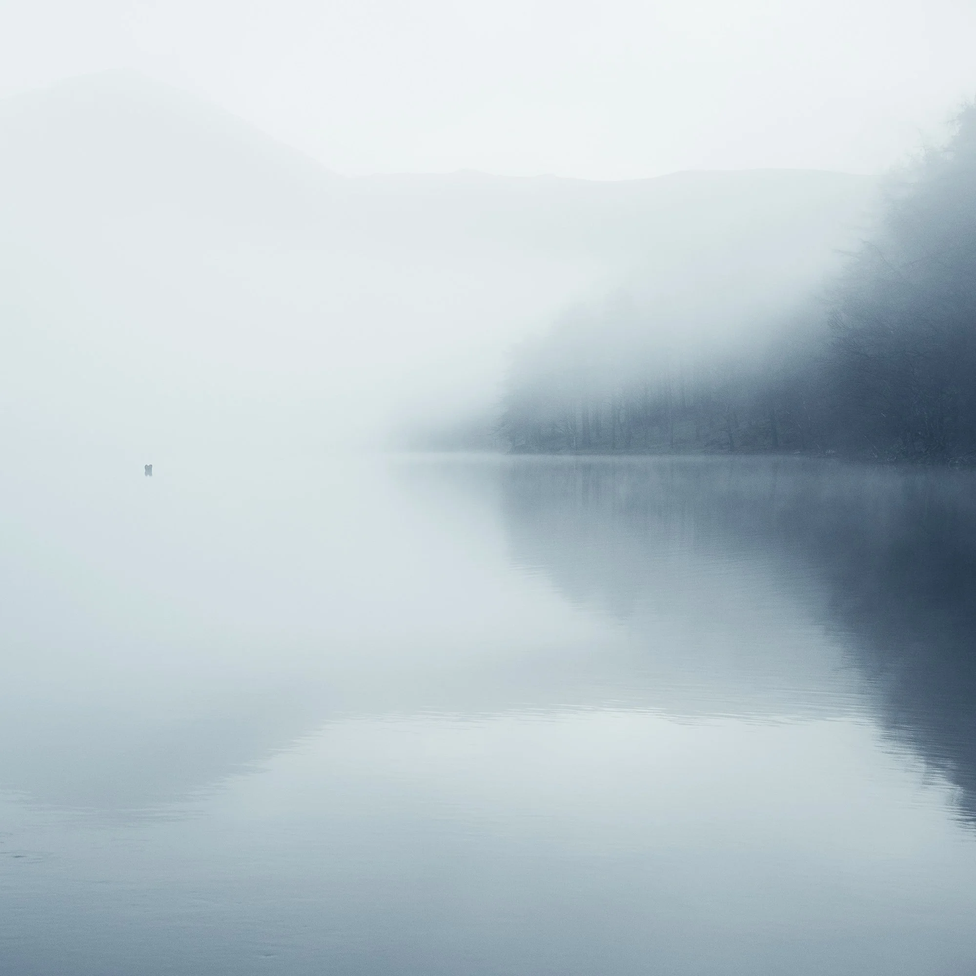 Buttermere trees.jpg