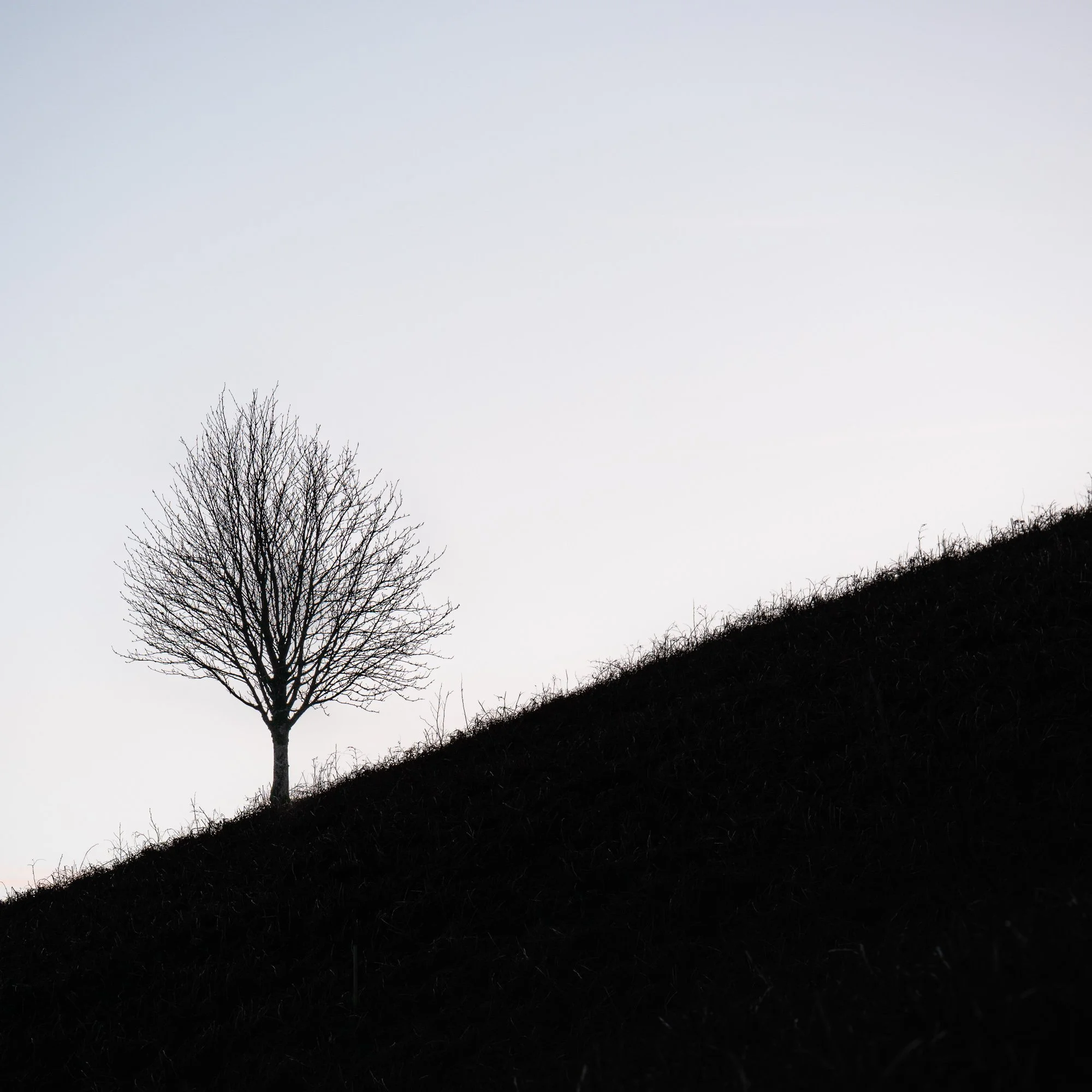 Lone Tree.jpg