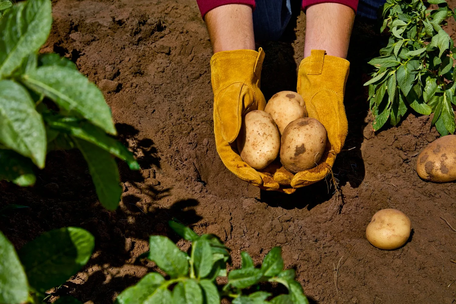 Close-up of real potatoes and soil photographed for Lay’s Rooted in Real campaign.