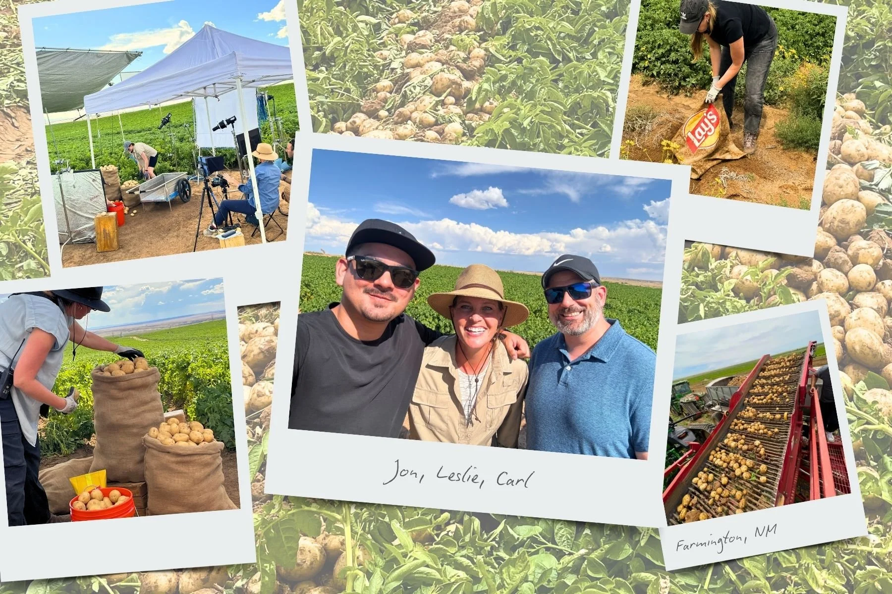 Production crew working in the New Mexico potato field