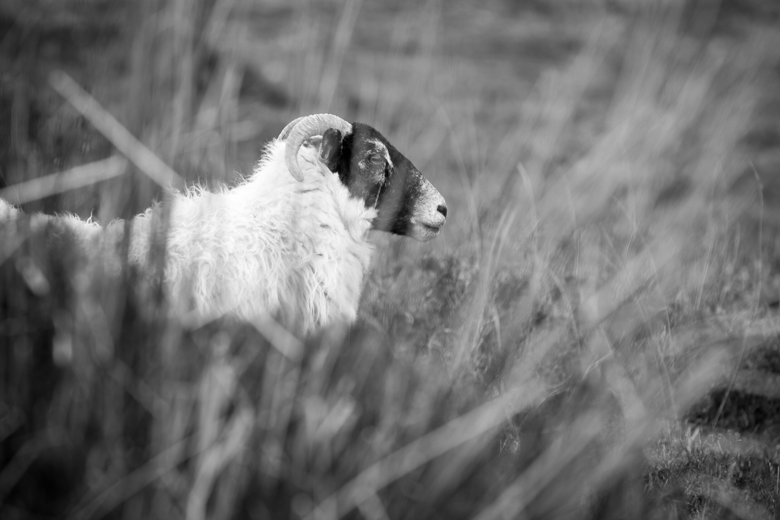 IMG_1909.jpg