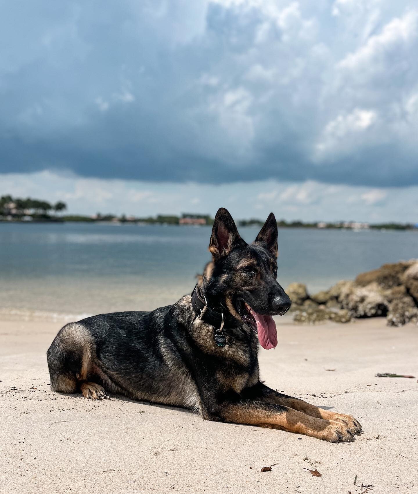 It&rsquo;s amazing to be apart of this pup&rsquo;s transformation! A true testimony to what hard work and dedication can do! Simba&rsquo;s livin&rsquo; his best life 🦁💫

_____________________________________

Join The Pack‼️🐾 Contact Us Below To S