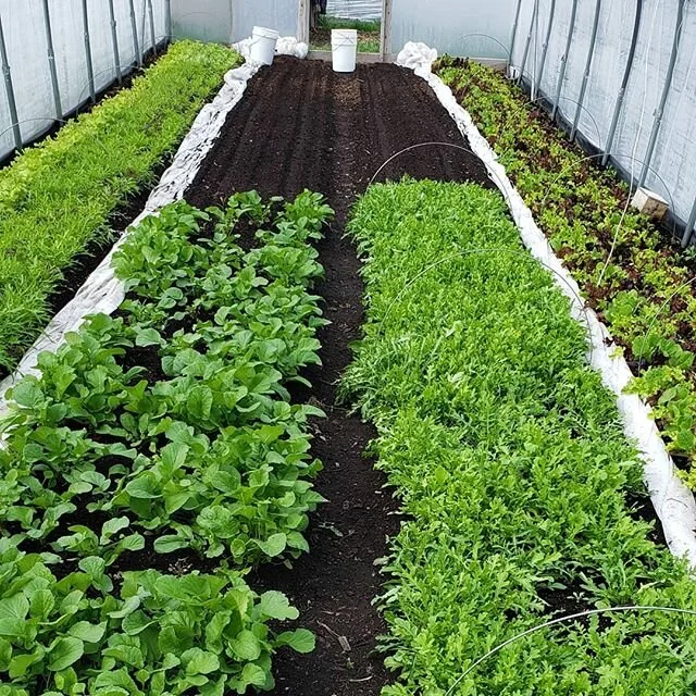 Hard to believe we are already turning over beds for our second plantings this season.  We have been busy harvesting lots of fresh spring greens.  We are also working behind the scenes to get a website up and running for online produce orders.  Detai