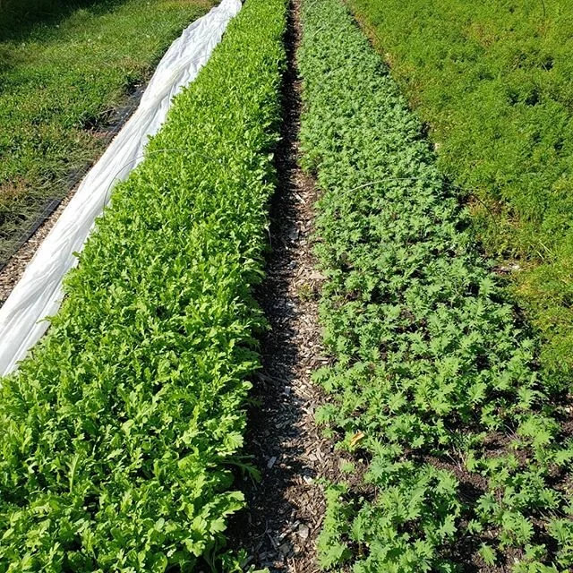 It's officially fall! Looking forward to the slower pace, gorgeous days, and changes in seasonal veg.  The arugula, baby kale, and winter squashes are all looking great on this first day of fall. #marketgarden #hudsonvalleyeats #localfood