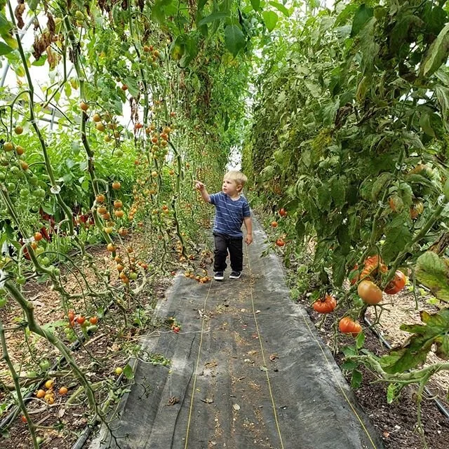 The towering tomatoes are giving way to the beginnings of the winter plantings. Swiss chard and bok choy.  Fall is just around the corner while we start preparing the farm for the winter growing season. #localfood #marketgarden #planahead