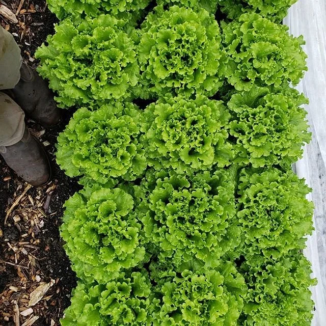 This week's head lettuces are looking great!