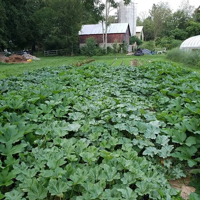 Winter squash, taking over.