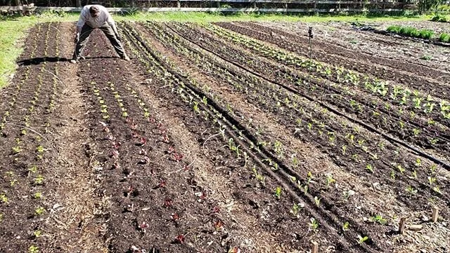 What a great day to be outside!  Planted parsley, head lettuce, brocolinni, bok choy, napa cabbage and radicchio. #localproduce #marketgarden #hudsonvalley