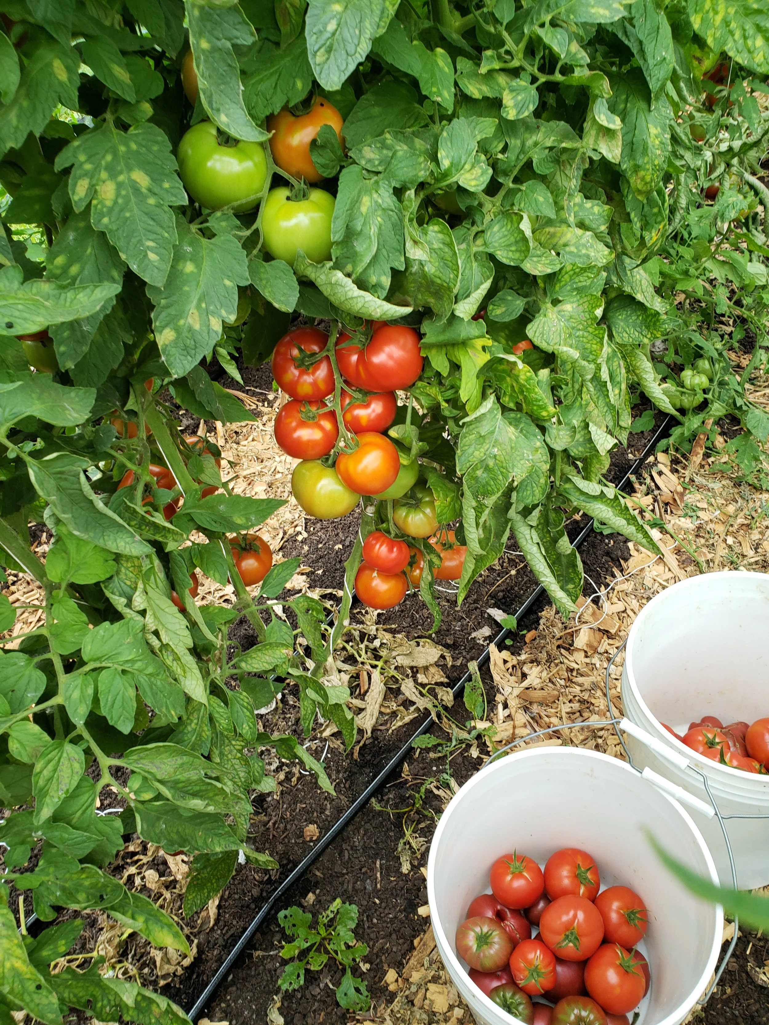 2026 CSA - Full Share