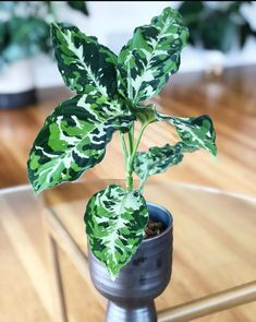 Chinese evergreen for air purification (there’s a pink variety too!)