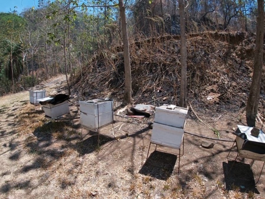bee-hives.jpg