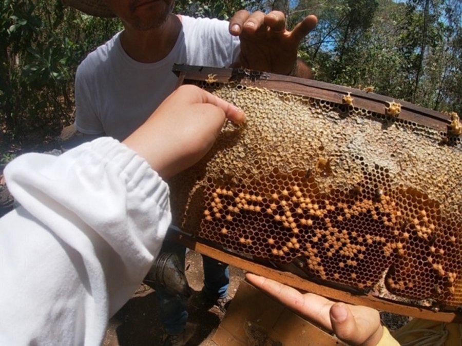 honey-harvest.jpg