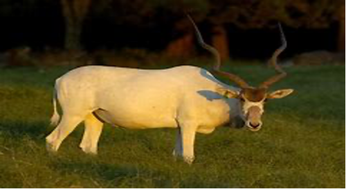addax1png.png