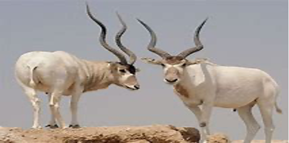 addax2.png