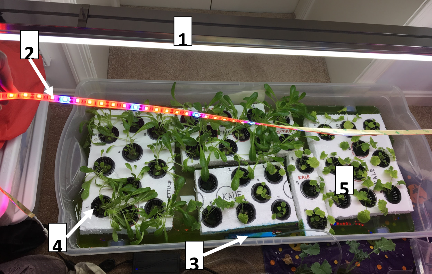 Figure 1:&nbsp;Displays the horizontal system for plant growth. Plants are positioned flat while they grow upwards, similar to traditional agriculture.&nbsp;1.&nbsp;White Fluorescent light.&nbsp;2.&nbsp;Red and blue LED strip lights.&nbsp;3.&nbsp;Aq…