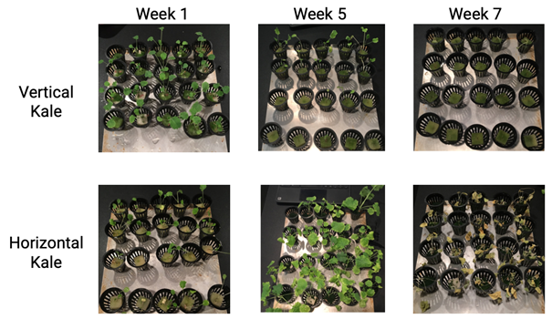 Figure 3: Displays the vertical and horizontal kale growing after week 1, week 5, and week 7. As you can see the lettuce started at about the same level of growth in week 1. By week 5, the vertically grown lettuce was basically dead and the horizont…