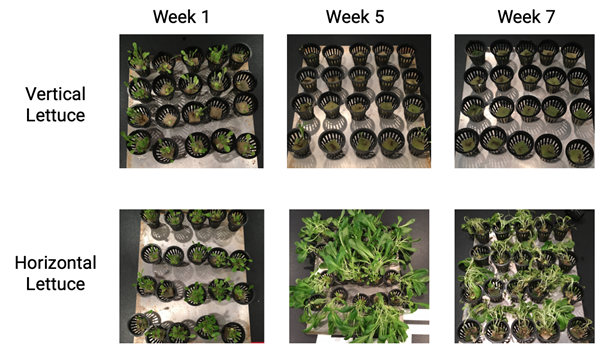 Figure 4: Displays the vertical and horizontal lettuce growth after week 1, week5, and week 7. As you can see, the kale also started around the same level of growth but the vertically grown kale was a little bigger initially. By week 5, the vertical…