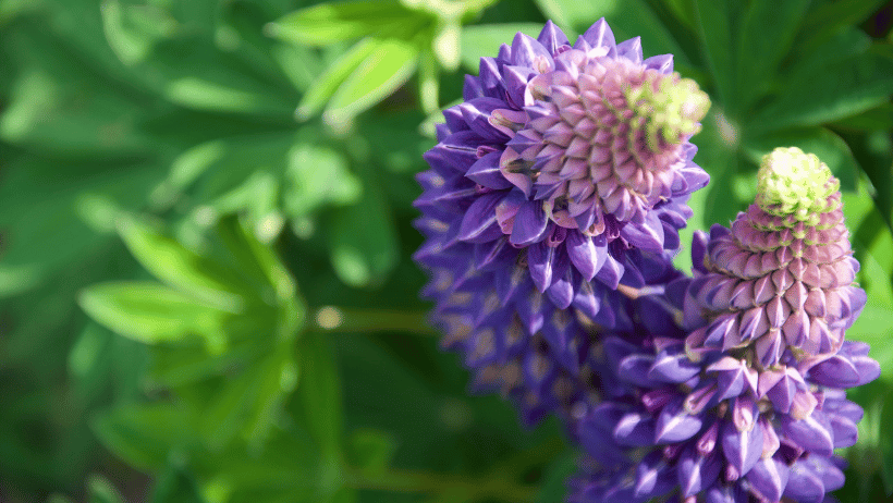 Lupinus 'Masterpiece' twin - Garden Curator and Landscape Designer Jason Loh based in Bristol serving North Somerset.png