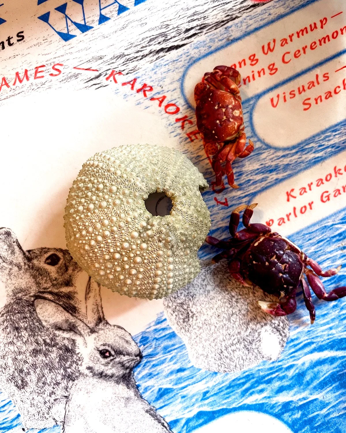 crabs.jpg