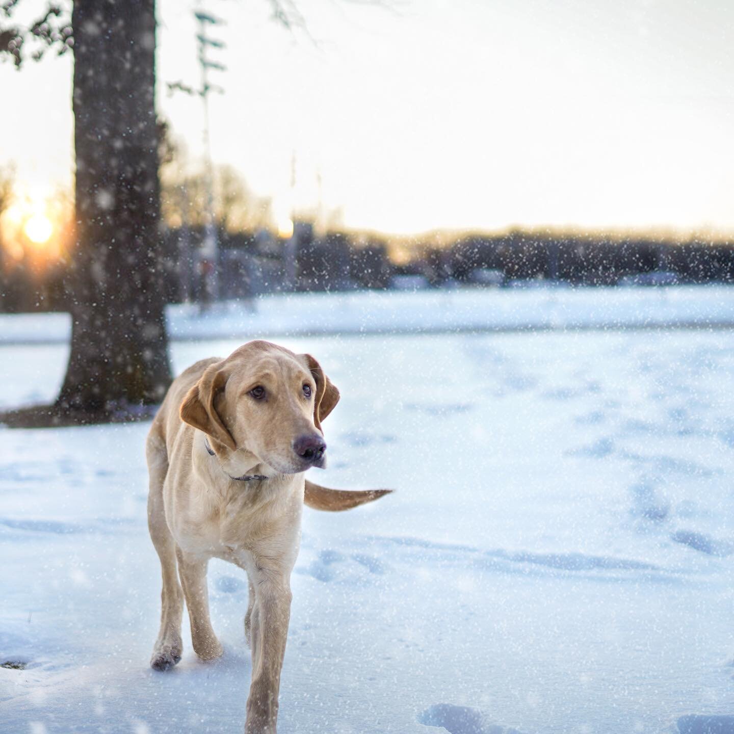 Our house dog, Archie, is enjoying this weather!

#bravedogsociety
&bull;
&bull;
&bull;
PC: @_alex_gambill_