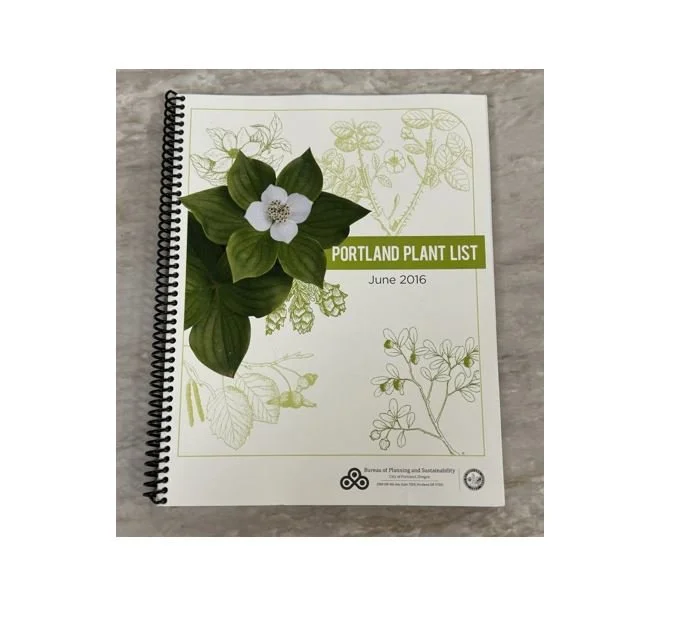 manu plant Money Plant N'Joy in 4 inch pot — Plan A Plant main image 1