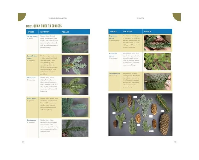 The Trees Around You Inside.JPG