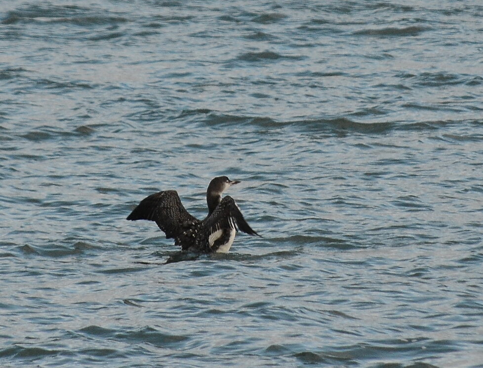 Common loon, Semiahoo Bay. Loons, grebes, and sea ducks were the most common seabirds in the bay, with smaller numbers of alcids and gulls.