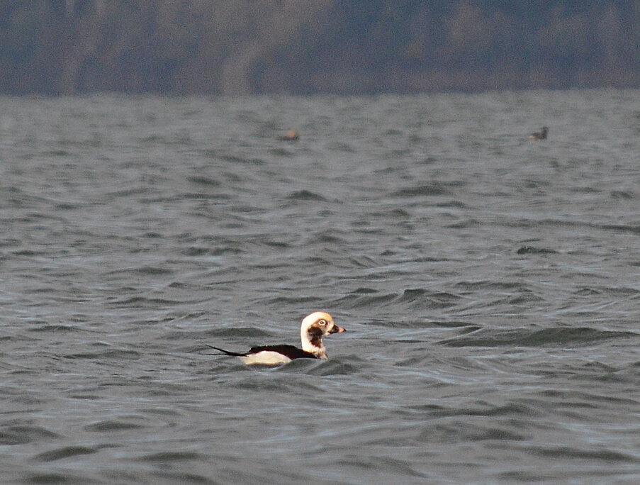 Long-tailed duck, Semiahoo Bay. Unusually for Washington, long-tailed ducks were the most numerous sea duck species after scoters on this trip.