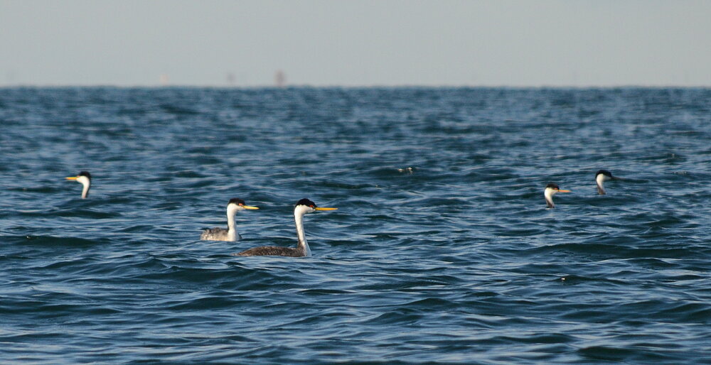 Western grebes, Boundary Bay. These were foraging in flocks hundreds strong throughout the central reaches of the bay.