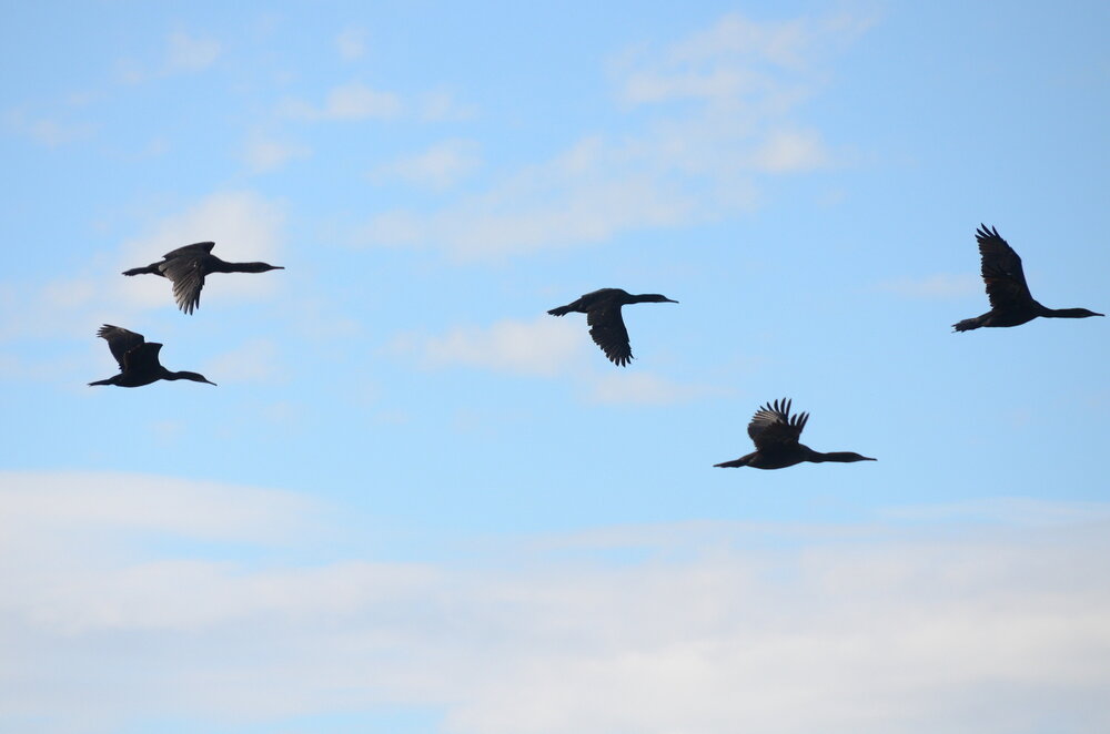 Cormorants over Boundary Bay. Brandt’s were the most numerous species, followed by pelagic. I saw no double-crested.