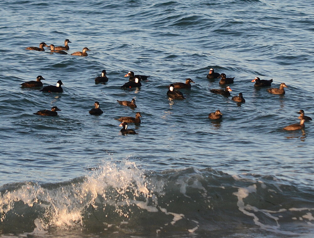 Twenty surf scoters and five black scoters. Thanks to its position far out in the Strait of Georgia, Point Roberts is a magnet for seabirds and marine mammals.