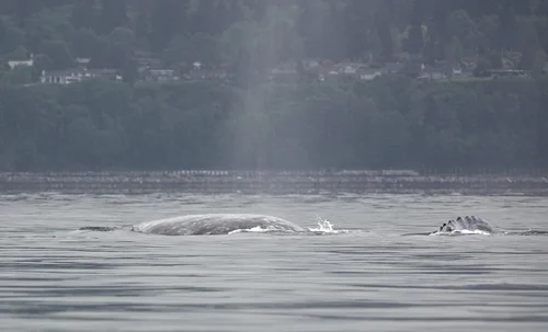 Kayaking Trip Report: Possession Sound, North Puget Sound, WA 7 May ...