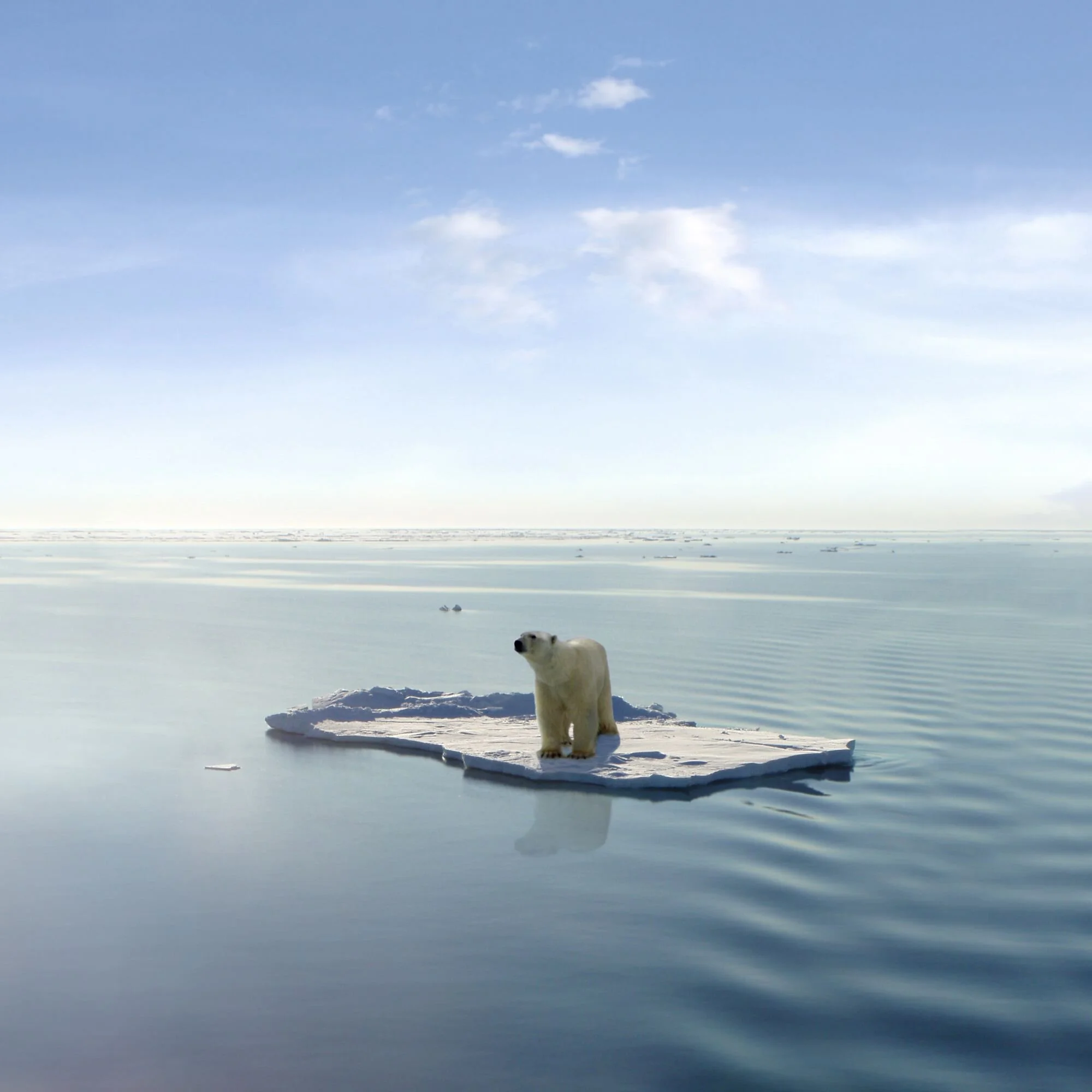 Lower Your Carbon Footprint & Cut Back On Meat This Earth Day
