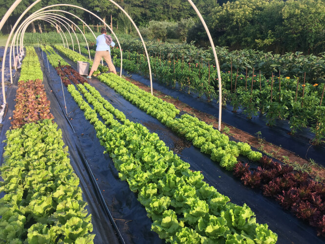 Jenny Jack Farm