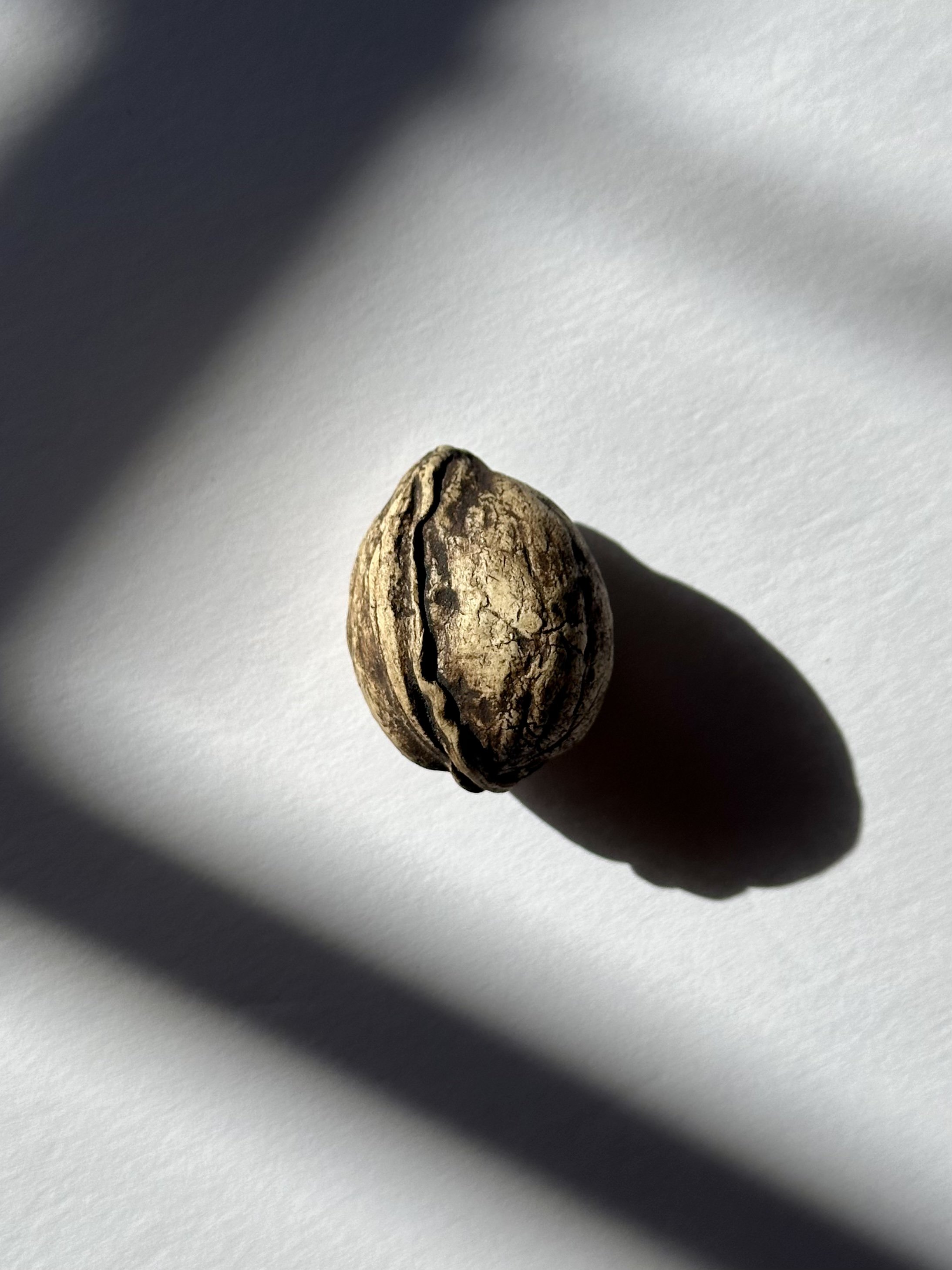 Walnut Rattle