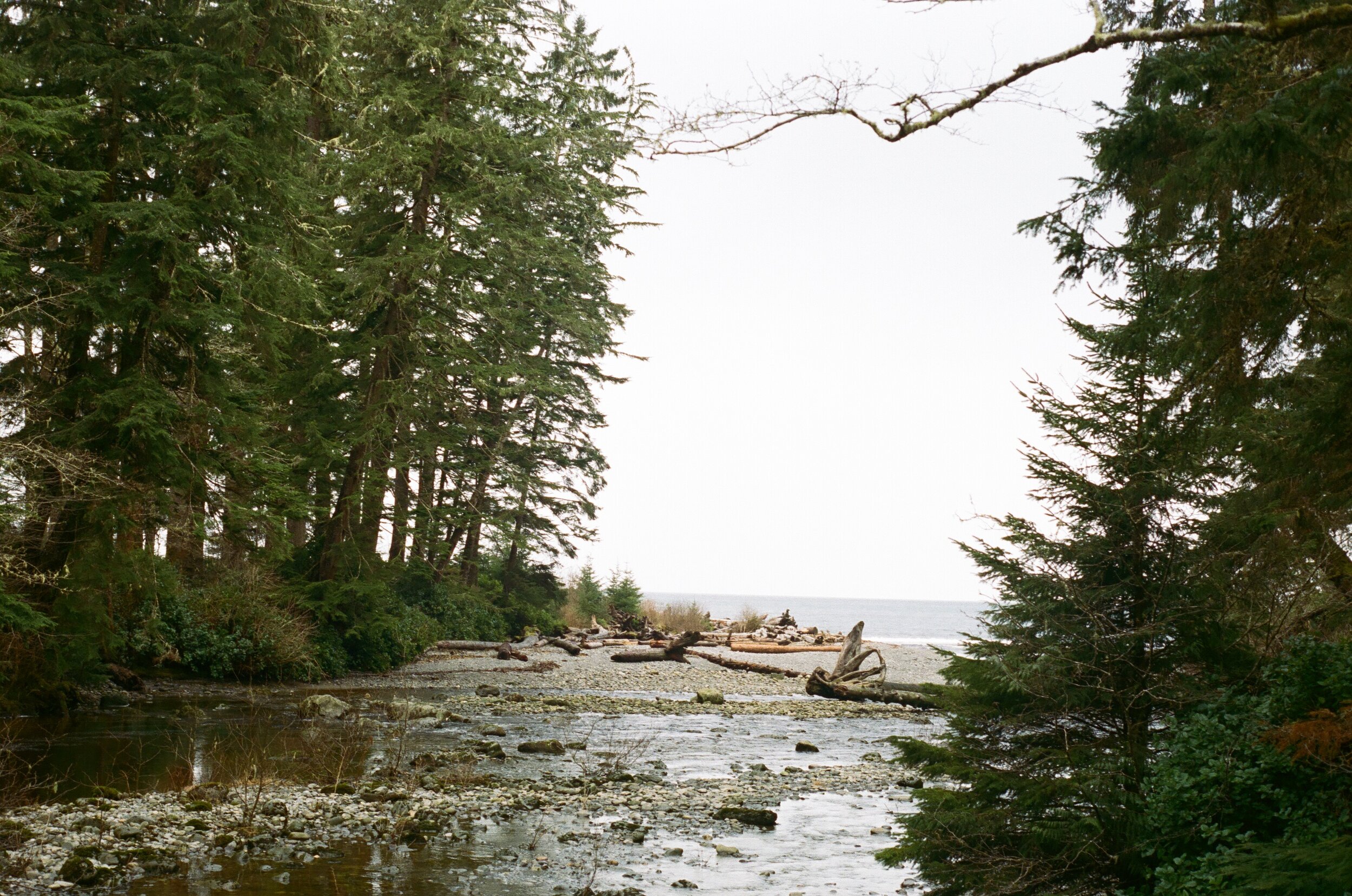 the clearing, british columbia, 2017