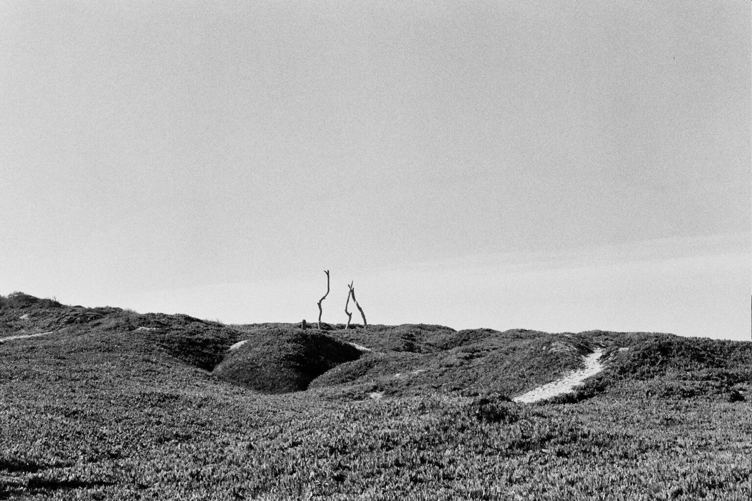 grow, california, 2015