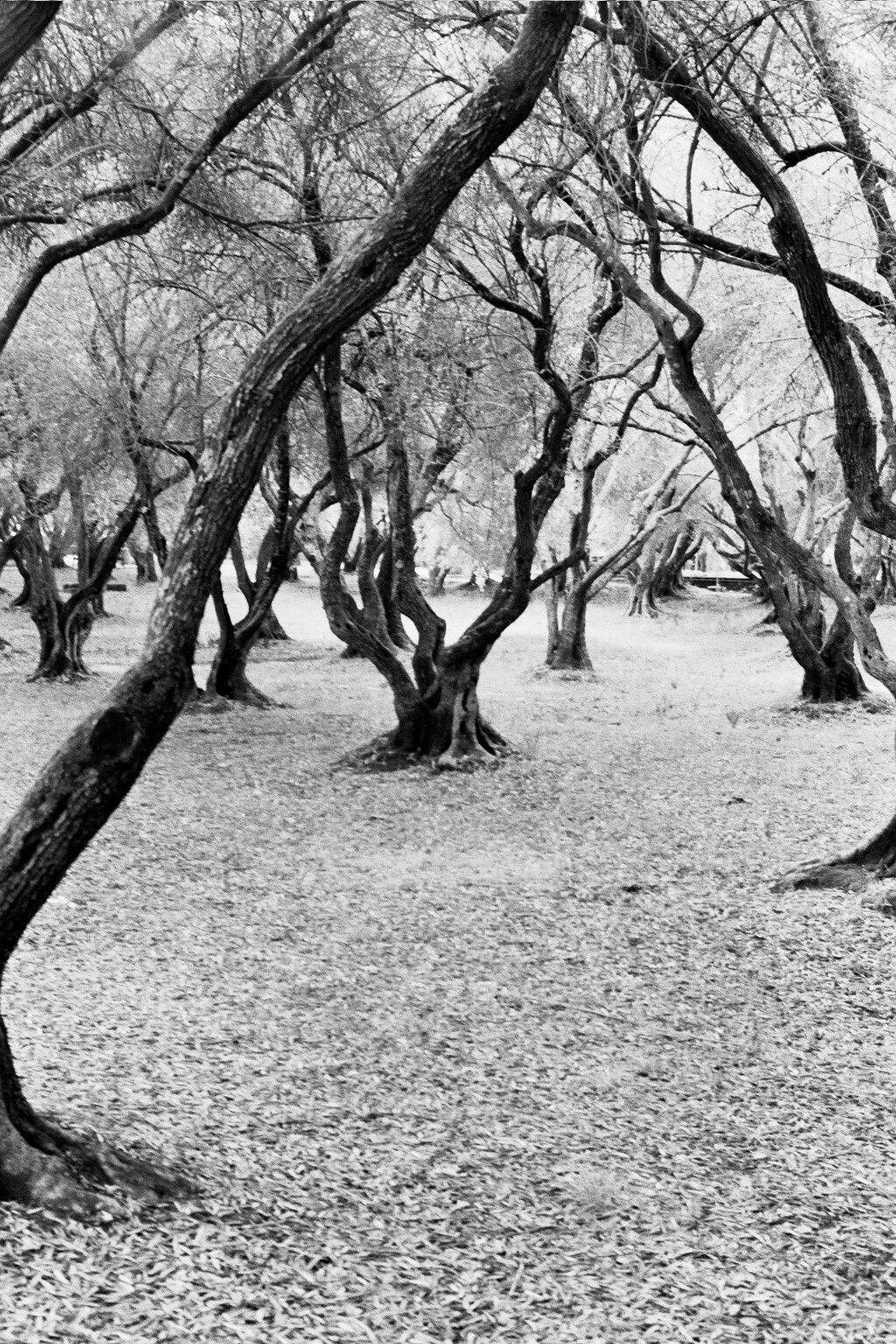 veins, california, 2015
