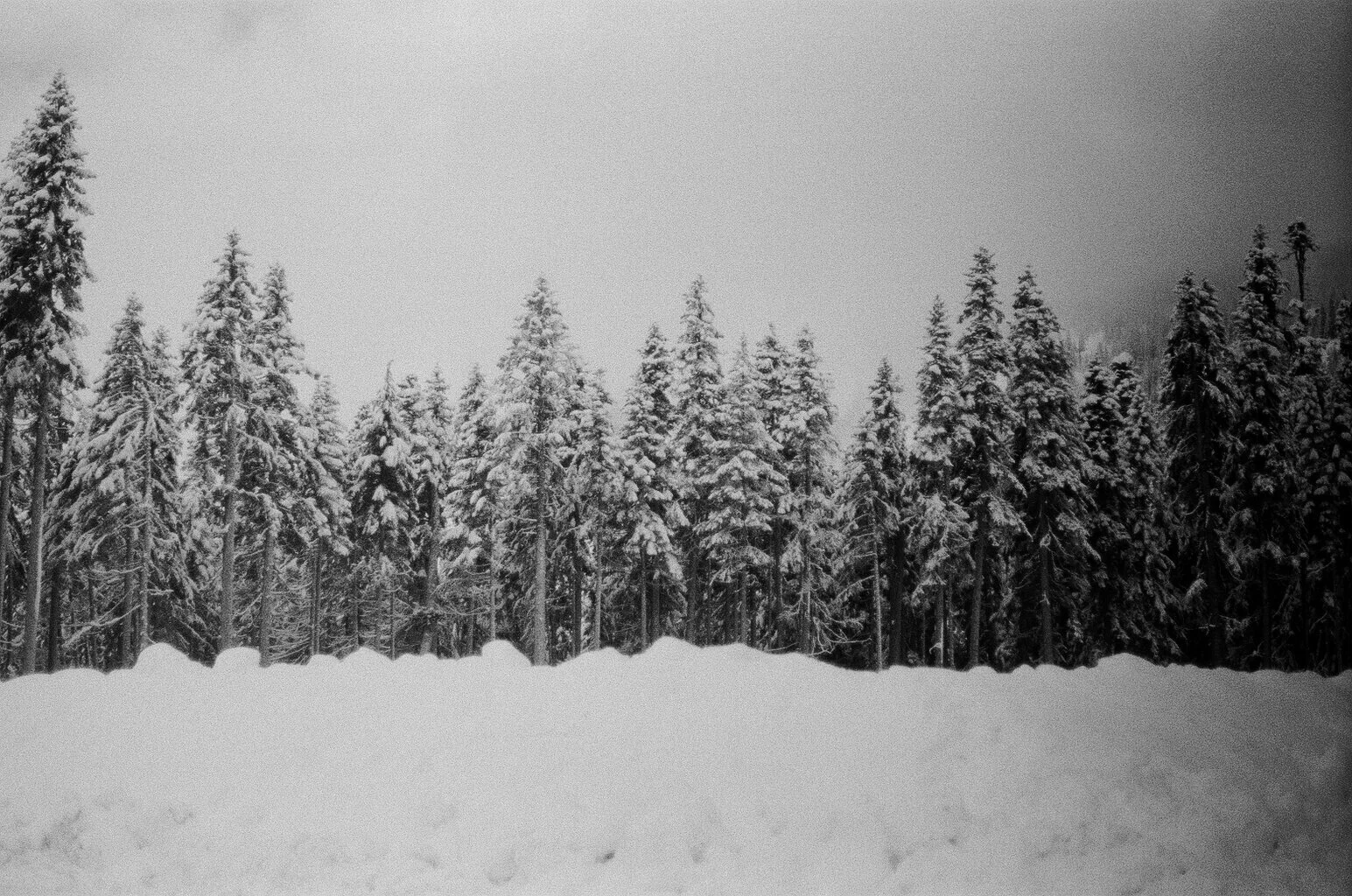 snowy trees, washington, 2018