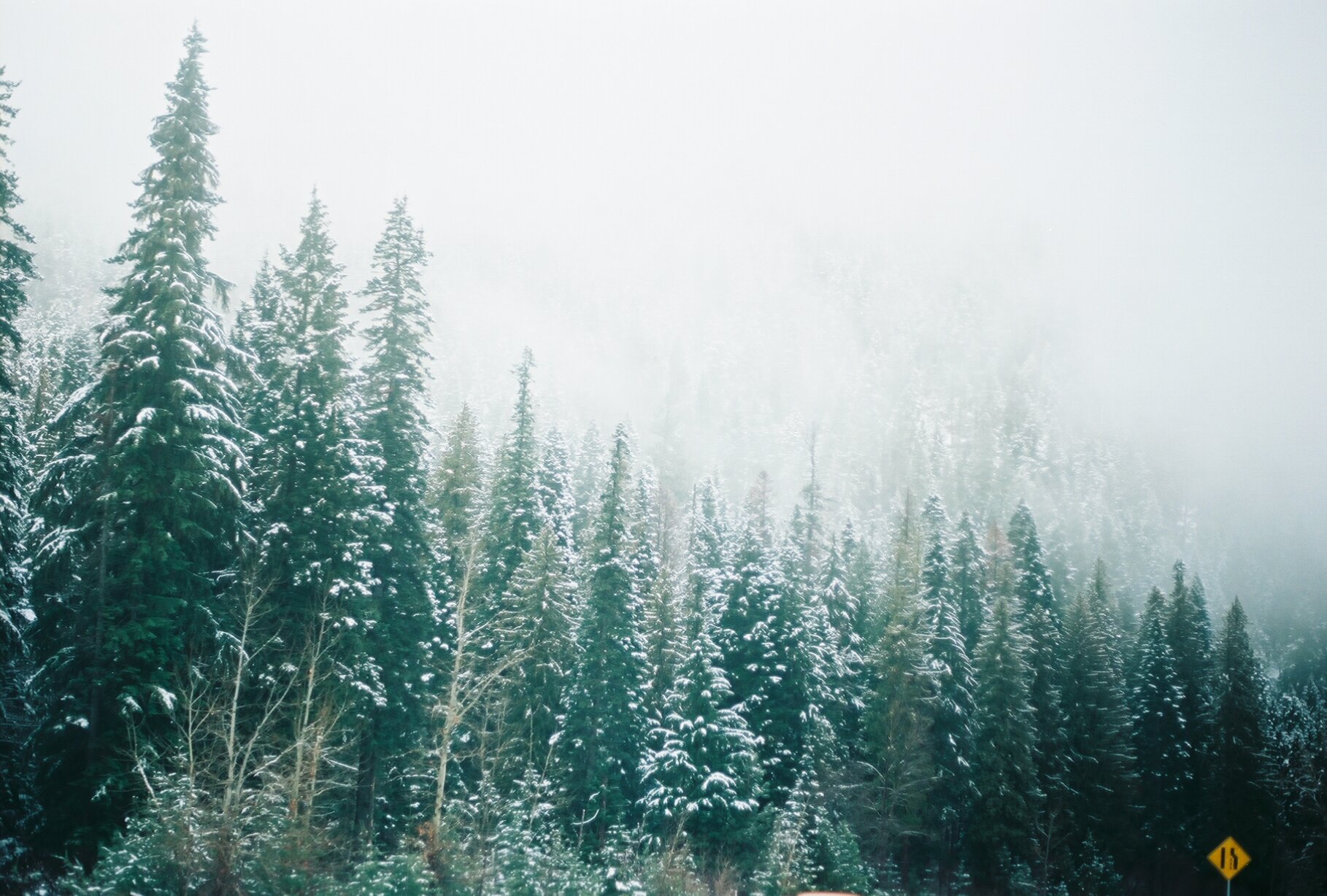 winter trees, washington, 2018