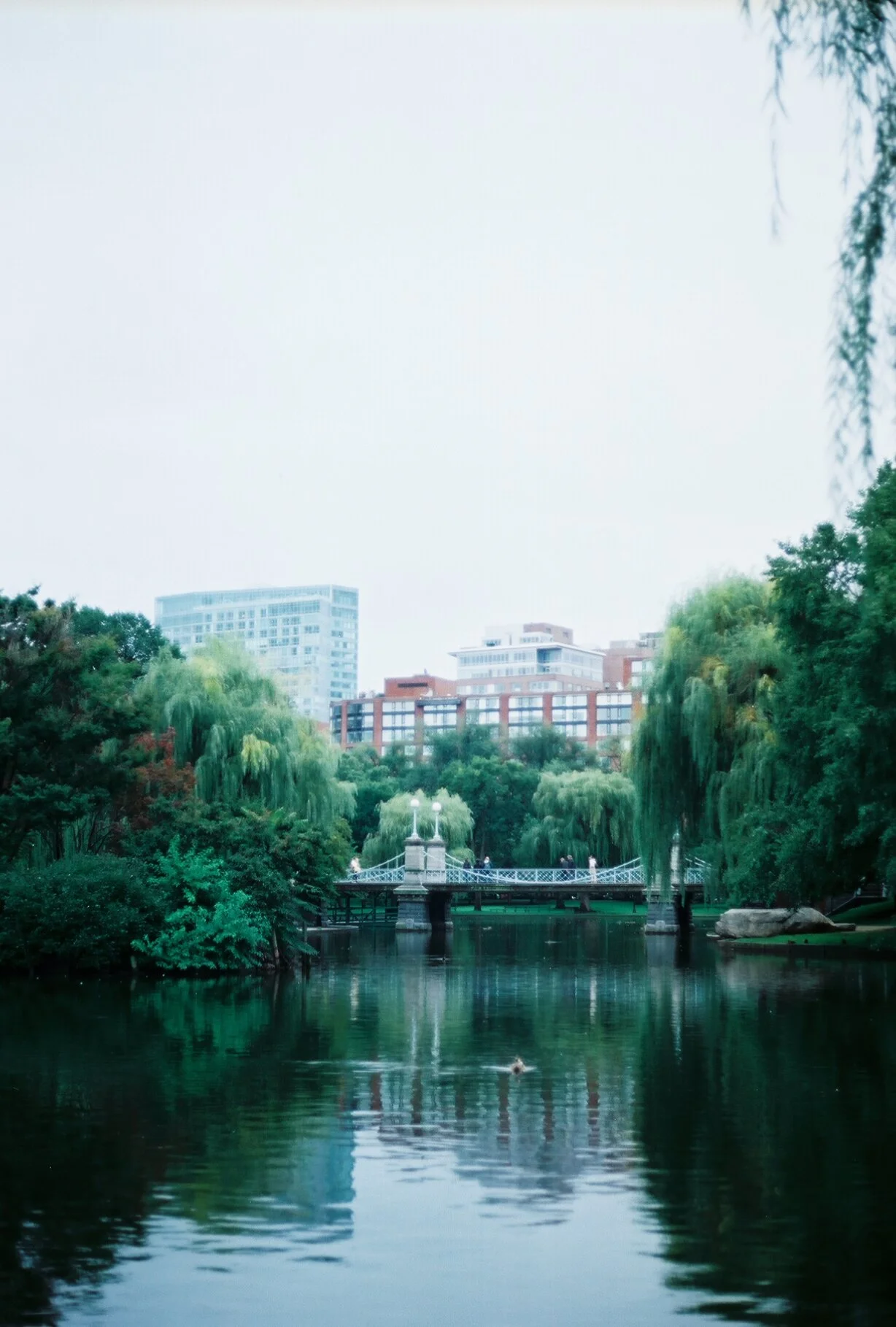 peaceful ponds, boston, 2018