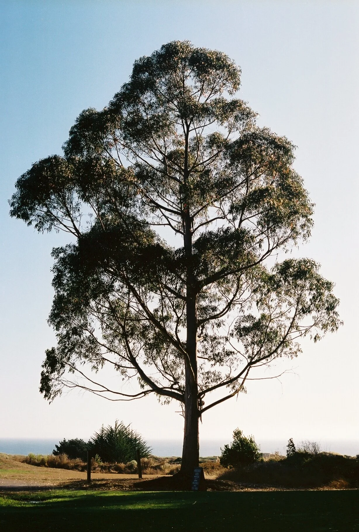 growing, california, 2019